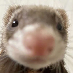 Meet your Posher, - pancake